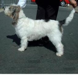 Grande Basset Griffon Vendeen.jpg