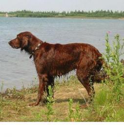 Irish Setter (1).jpg