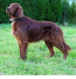Irish Setter.jpg