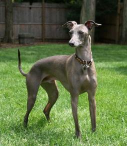Italian Greyhound (2).jpg