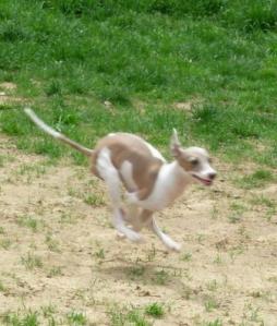 Italian Greyhound.jpg