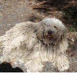 Komondor (1).jpg