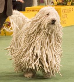 Komondor (2).jpg