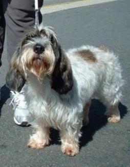 Petite Basset Griffon Vendeen (1).jpg
