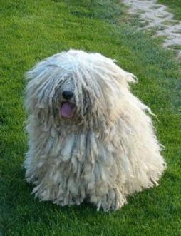 Puli (1).jpg