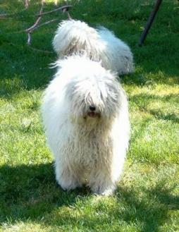 Puli (2).jpg