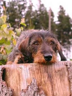 Rabbit Dachshund Wirehaired (1).jpg