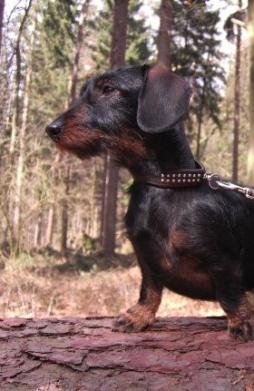 Rabbit Dachshund Wirehaired (10).jpg