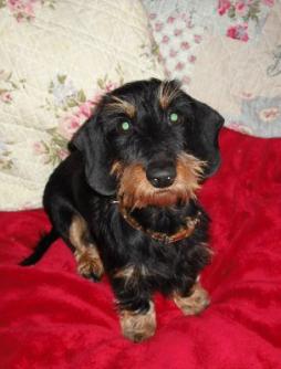 Rabbit Dachshund Wirehaired (3).jpg