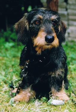 Rabbit Dachshund Wirehaired (4).JPG