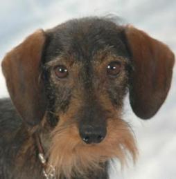 Rabbit Dachshund Wirehaired (8).jpg