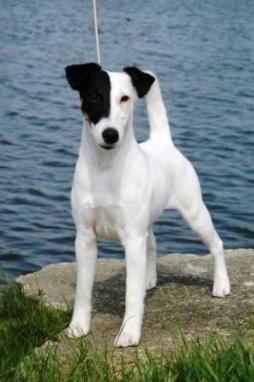 Smooth Fox Terrier (1).jpg