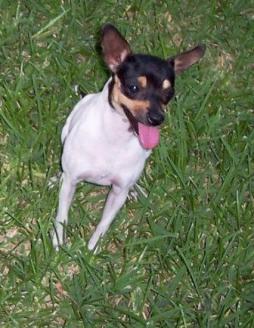 Toy Fox Terrier (1).jpg
