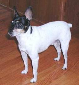 Toy Fox Terrier (2).jpg