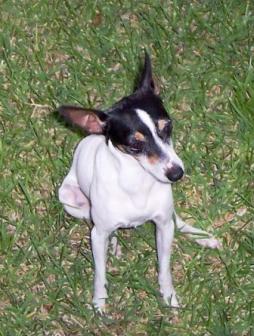 Toy Fox Terrier (3).jpg