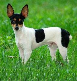 Toy Fox Terrier.jpg