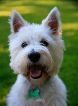 WEST HIGHLAND WHITE TERRIER (1).jpg