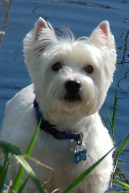 WEST HIGHLAND WHITE TERRIER (2).jpg