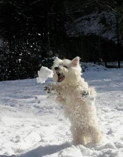 WEST HIGHLAND WHITE TERRIER (3).jpg