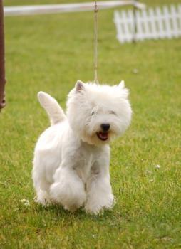 WEST HIGHLAND WHITE TERRIER (4).jpg