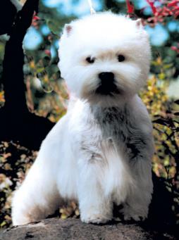 WEST HIGHLAND WHITE TERRIER.jpg