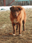 Aidi (4).gif