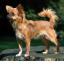 Chihuahua (1).jpg