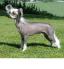 Chinese Crested Dog.jpg