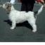Grande Basset Griffon Vendeen.jpg