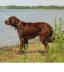Irish Setter (1).jpg