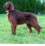 Irish Setter.jpg
