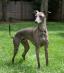 Italian Greyhound (2).jpg