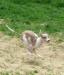 Italian Greyhound.jpg