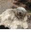 Komondor (1).jpg