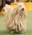 Komondor (2).jpg