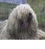 Komondor.jpg