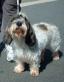 Petite Basset Griffon Vendeen (1).jpg