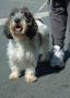 Petite Basset Griffon Vendeen.jpg