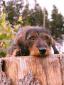 Rabbit Dachshund Wirehaired (1).jpg