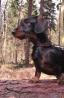 Rabbit Dachshund Wirehaired (10).jpg