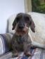 Rabbit Dachshund Wirehaired (2).jpg