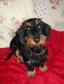 Rabbit Dachshund Wirehaired (3).jpg