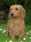 Rabbit Dachshund Wirehaired (5).jpg