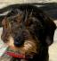 Rabbit Dachshund Wirehaired (6).jpg