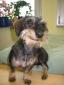 Rabbit Dachshund Wirehaired (7).jpg