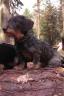 Rabbit Dachshund Wirehaired (9).jpg