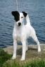 Smooth Fox Terrier (1).jpg