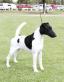 Smooth Fox Terrier.jpg
