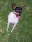 Toy Fox Terrier (1).jpg