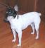Toy Fox Terrier (2).jpg